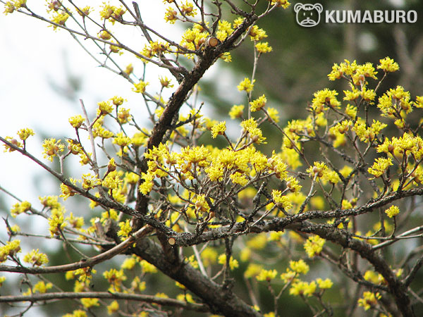 春を呼ぶ黄色い花 – くまぶろ